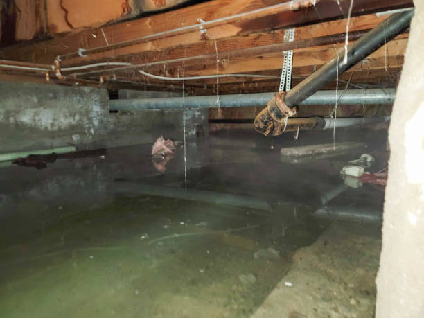 Best Water damage cleanup near me  in Mcgregor, FL